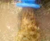 apol1