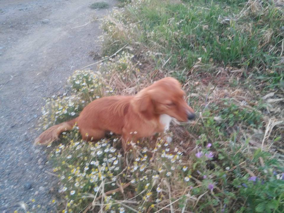 dogg