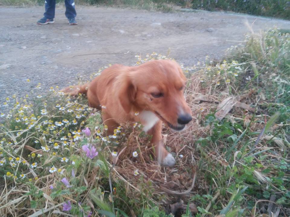 dogg1
