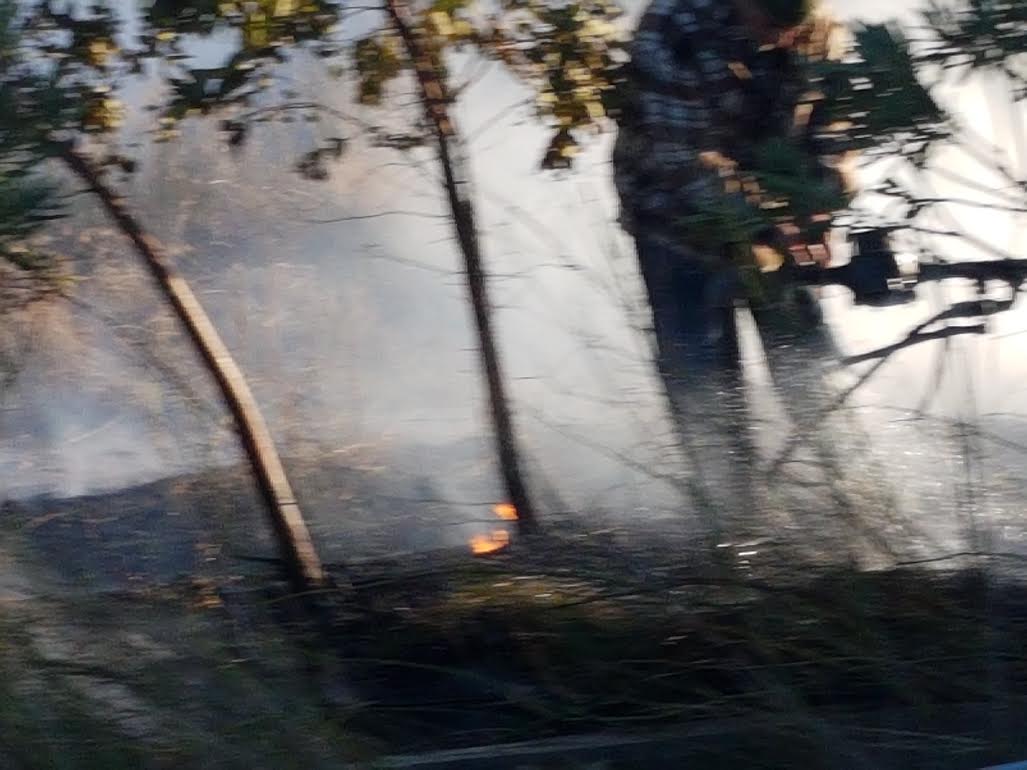 firee