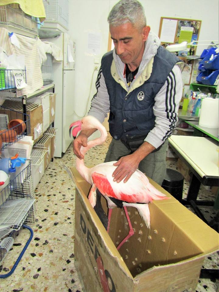 φλαμιγκο1